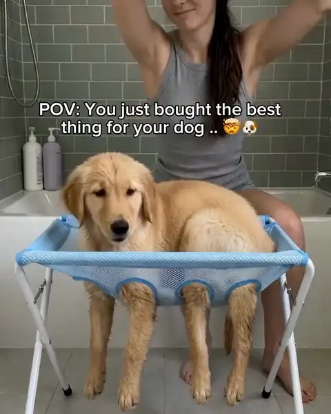 Golden retriever puppy getting a bath on the hammock